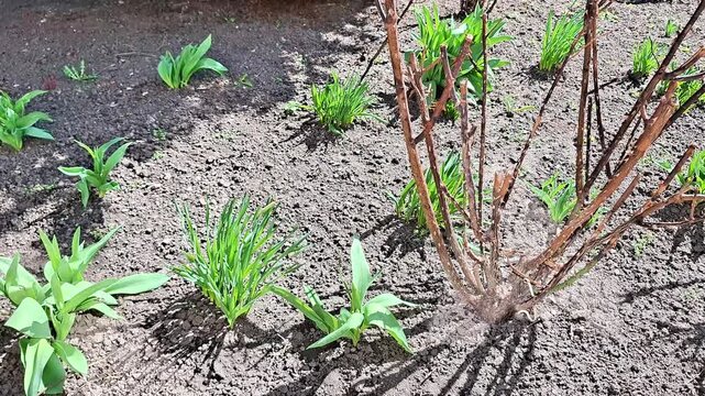 Dark soil garden bed with small green plants sprouting beside dry brown stems, illuminated by sunlight and shadows, capturing early spring growth and seasonal renewal outdoors