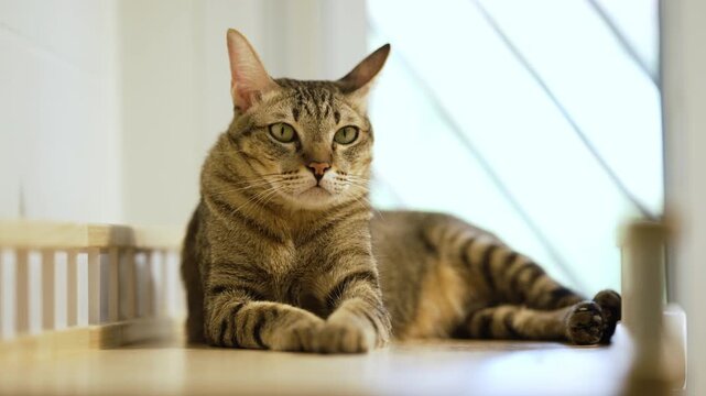Domestic tabby cat resting on a modern wooden cat climber, cat tree tower