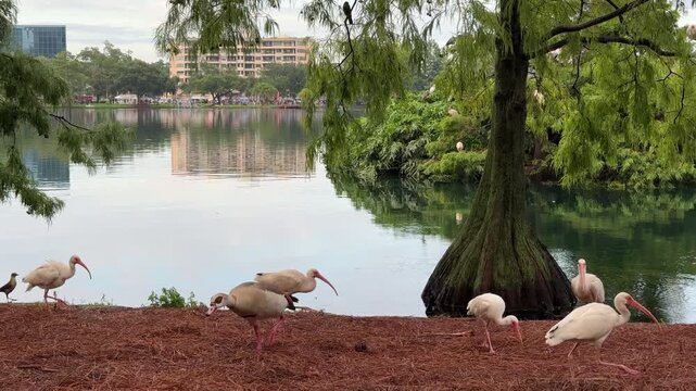 Several long-beaked white birds walk across a bed of pine straw mulch beneath the hanging branches of cypress trees. The calm lake in the background reflects a modern apartment building and the soft