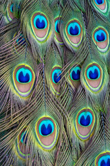 Fototapeta premium Detailed Peacock Feather Pattern Close Up