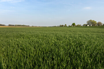 Fototapeta premium Green grass grows across a wide field under the clear sky at sunrise near a rural area