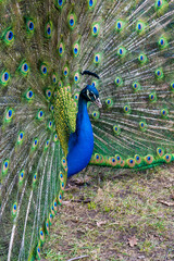 Obraz premium Vibrant Peacock Displaying Full Feather Fan