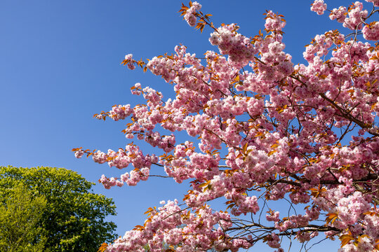 Pink cherry blossom tree branches in Harrogate North Yorkshire UK during springtime with flowers in full bloom against a clear blue sky creating a calm and colourful seasonal scene in the spring time
