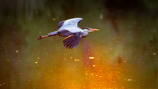 Grey Heron Flying Low Over Water at Sunset