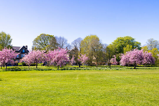Cherry blossom trees lining a green park in Harrogate North Yorkshire UK with colourful spring flowers and open grass space in a calm residential setting under a clear blue sky in the spring time