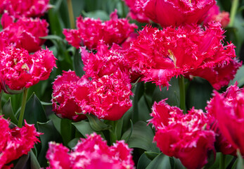Fototapeta premium Red tulip called La Mour. Fringed group. Tulips are divided into groups that are defined by their flower features