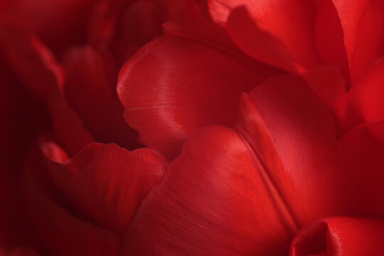 Smoke close-up selective soft focus red Tulip Flower Petals, leaf. Macro blur natural art abstract background.