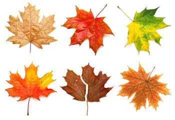 Obraz premium Collection yellow, green, orange and red maple leaf isolated on white background. Autumn, falling foliage. Flat lay, top view, creative concept