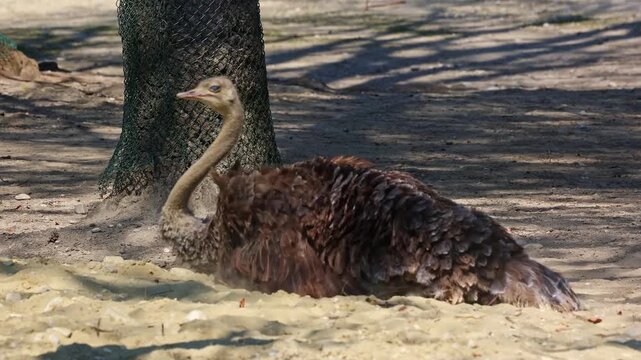 The common ostrich, Struthio camelus, or simply ostrich, is a species of large flightless birds native to Africa. It is one of two extant species of ostriches