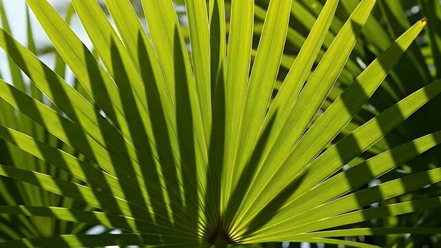 Close-up of vibrant green palm leaf backlit by bright sunlight, casting natural shadows and creating a tropical background