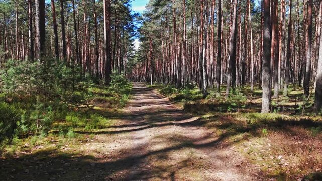 Low flight through pine forest with tall trunks and long shadows on forest floor under clear blue sky between branches
