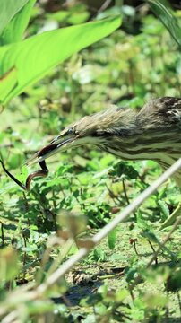 American Bittern with Snake Prey 