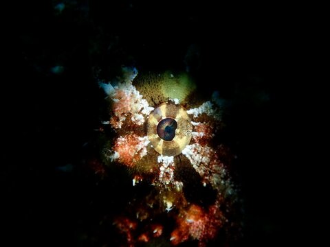 The Awesome Frog Fish eye - explosion of light