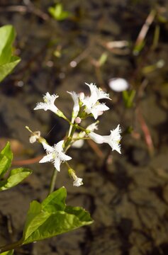 White bogbean flowers in shallow water wetland scene