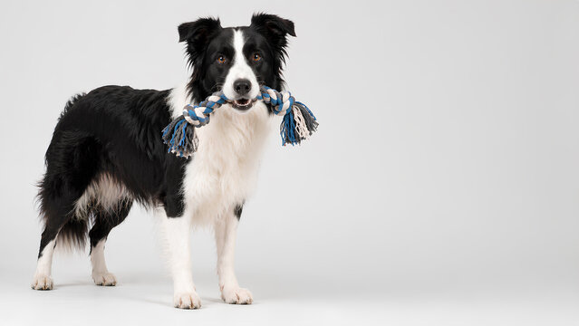 Border Collie Holding Rope Toy in Studio