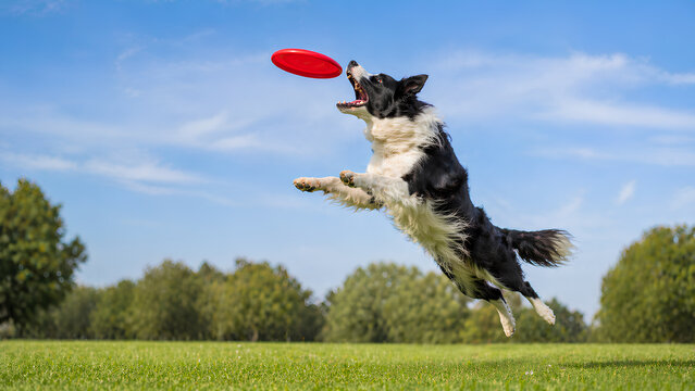Border Collie Jumping for Frisbee in Park