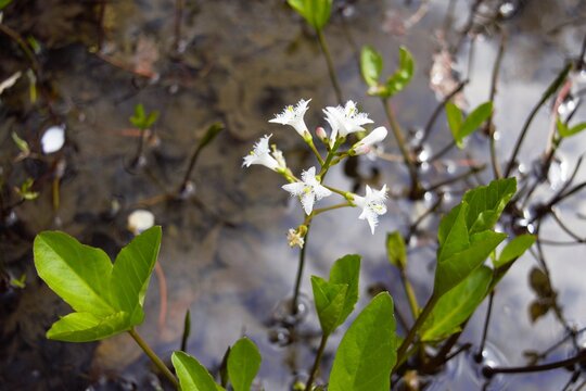 Bogbean flowers (Menyanthes trifoliata) blooming in wetland pond