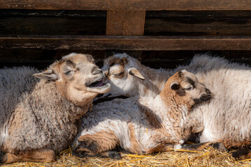 Three resting sheep nestled together on warm straw in soft natural light © Дмитро Ганжеєв