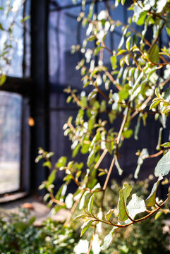 Sunlit silverberry branches inside a large glass and steel greenhouse environment 