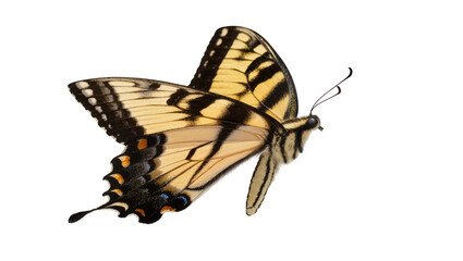 Yellow and black striped butterfly with detailed wings, isolated on transparent background © Luke