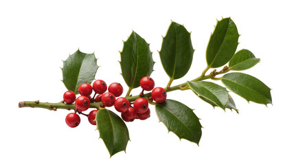 Bright red holly berries clustered on a green branch with spiky leaves, isolated on transparent background © Luke
