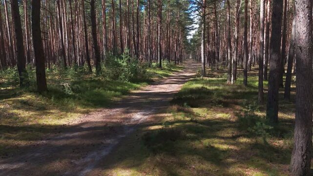 Camera flies low between pine trunks with long shadows on ground and blue sky shining through tree canopy