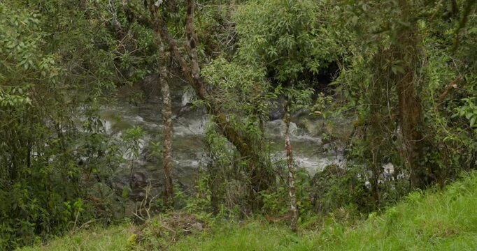 Cocora Valley River Surrounded by Lush Greenery in Salento