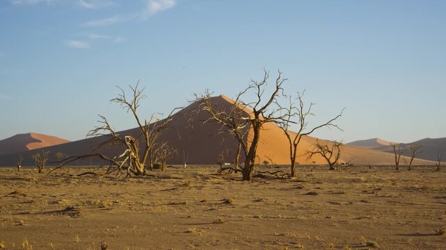 Iconic arid landscape of Deadvlei showcasing ancient dead camel thorn trees against massive orange sand dunes of Sossusvlei in Namib Desert of Namibia, Africa