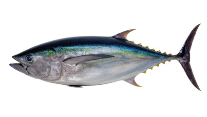 Large bluefin tuna fish with yellow finlets, isolated on transparent background © Luke