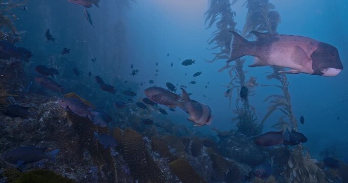 Group of various fish scatter quickly in kelp forest.