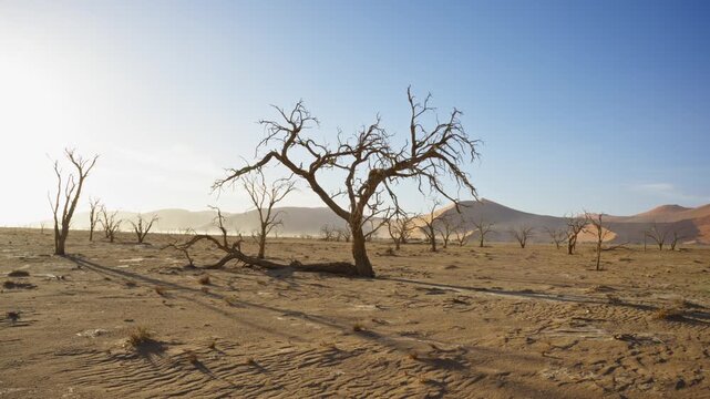 Golden hour illuminating ancient dead camel thorn trees and casting long shadows across clay pan of Deadvlei, with iconic red sand dunes of Sossusvlei in background