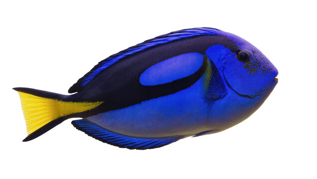 Vibrant blue tang fish with yellow tail, isolated on transparent background