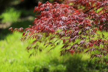 Naklejka premium Red maple tree branches with delicate acer palmatum leaves showing vibrant reddish purple foliage against a soft bokeh green background during spring season