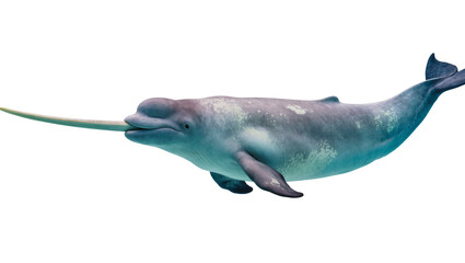 Gray narwhal with long tusk swimming, isolated on transparent background © Luke