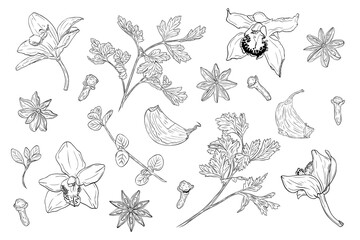 Vanilla, star anise, clove6 parsley and herb set in detailed line art style. Hand drawn. Collection of aromatic spices and plants, perfect for cooking design, packaging, menus and natural themes © Ekaterina