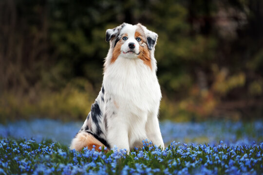 funny australian shepherd dog sitting in a field of blue scilla flowers