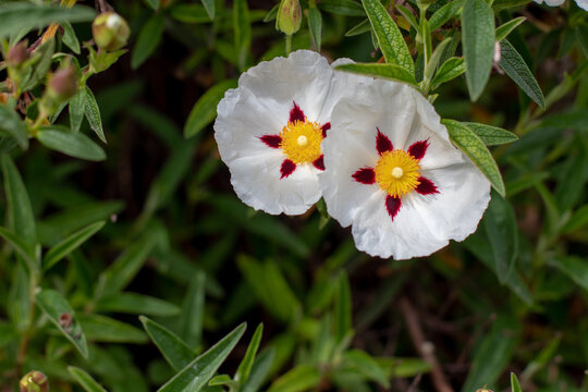 Cistus ladanifer or gum rockrose or labdanum or common gum cistus or brown eyed rockrose flowers