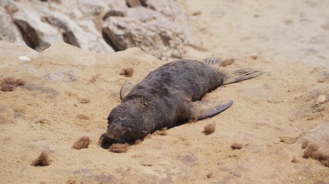 Deceased fur seal pup lying on sandy beach in Namibia highlighting harsh realities of wildlife mortality, natural selection, environmental challenges in southern Africa