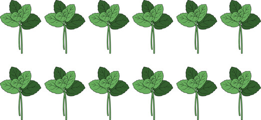 Set of Fresh Green Mint Leaf Illustrations Featuring Sprigs and Individual Raw Leaves for Healthy Nutrition Culinary Arts and Herbal Medicine Graphic Design Projects © sojibislam