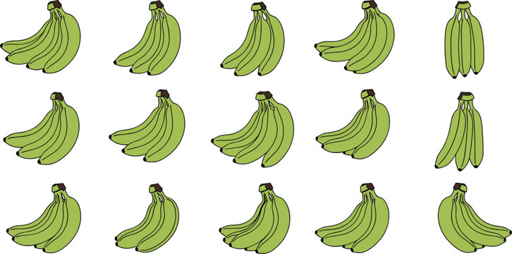 Set of Fresh Green Banana Illustrations Featuring Bunches of Raw Unripe Fruits for Healthy Cooking Culinary Arts Tropical Agriculture and Diet Graphic Design Projects