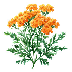 Achillea Flower, watercolor vector, isolated on a white background. © azendia