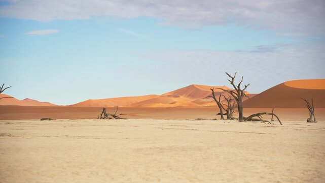 Sunbaked dead acacia trees dotting cracked white earth of Deadvlei, a clay pan surrounded by massive orange sand dunes under a clear blue sky in surreal african landscape