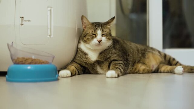 domestic tabby cat sitting next to a modern automatic self-cleaning litter box and a bowl full of dry food at home.
