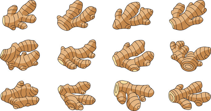 Fresh Ginger Root Vector Set Featuring Multiple Whole Spicy Rhizomes For Healthy Cooking Herbal Medicine Nutrition And Agriculture Graphic Designs