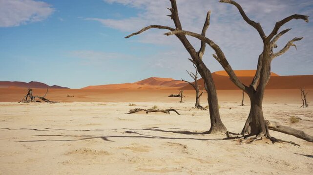 Dead camel thorn trees standing in iconic white clay pan of Deadvlei, Namibia, with towering orange sand dunes of Namib Desert under clear blue sky in Africa