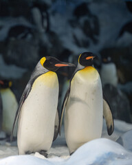 Fototapeta premium Close-up of a pair of emperor penguins