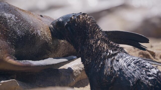Wet newborn Cape fur seal pup suckling milk from its mother on a sandy beach in Namibia, revealing close up of intimate bond and natural animal behavior in the wild