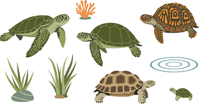 Set of Diverse Turtle and Tortoise Illustrations Featuring Sea Turtles Box Turtle and Desert Tortoise With Coral and Seaweed for Marine Life and Reptile Graphic Designs