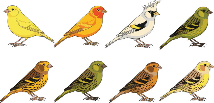 Canary Bird Vector Set Featuring Various Colorful Finches In Yellow Orange Green and Brown Plumage For Pet Care Nature And Ornithology Graphic Designs