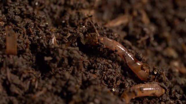 Organic compost with burrowing worms, macro shot